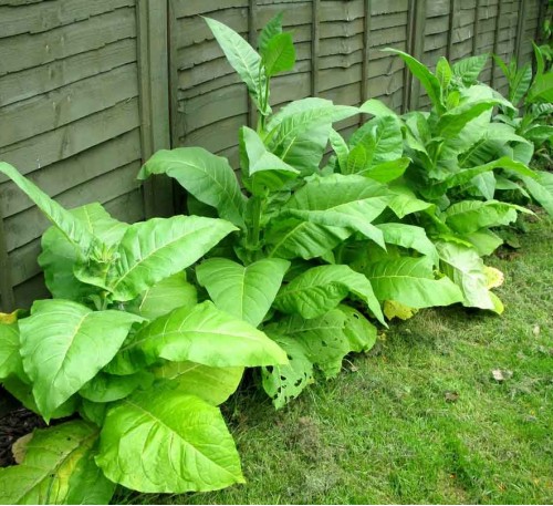 Tobacco Golden Virginia